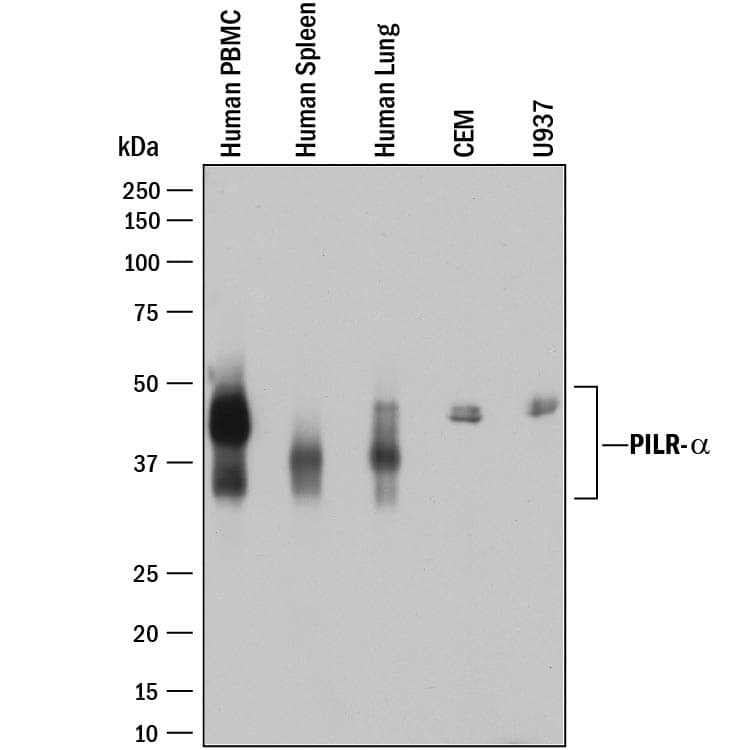 Western blot shows lysates of human peripheral blood mononuclear cells (PBMCs), human spleen tissue, human lung tissue, CEM human T-lymphoblastoid cell line, and U937 human histiocytic lymphoma cell line. PVDF membrane was probed with 2 µg/mL of Rabbit Anti-Human PILR-a Monoclonal Antibody (Catalog # MAB64841) followed by HRP-conjugated Anti-Rabbit IgG Secondary Antibody (Catalog # HAF008). A specific band was detected for PILR-a at approximately 35-50 kDa (as indicated). This experiment was conducted under reducing conditions and using Immunoblot Buffer Group 1.