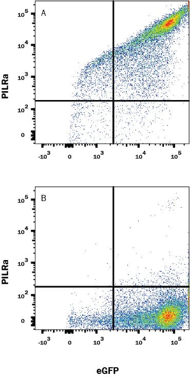 HEK293 human  embryonic kidney cell line transfected with either (A) human PILR-  alpha  or (B) irrelevant transfectants and eGFP was stained  with Rabbit Anti-Human PILR-  alpha  Monoclonal Antibody (Catalog # MAB64842)  followed by Allophycocyanin-conjugated Anti-Rabbit IgG Secondary Antibody (Catalog # F0111). Quadrant markers were set based on control antibody staining (Catalog # MAB1050).