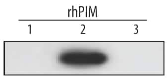 Western Blot PIM2 Antibody (447023)