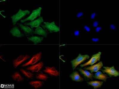 Immunocytochemistry/Immunofluorescence: PINK1 Antibody [NBP1-49678] - PINK1 antibody was tested at 1:50 in HeLa cells with DyLight 488 (green). Nuclei and alpha-tubulin were counterstained with DAPI (blue) and DyLight 550 (red). Image objective 40x.