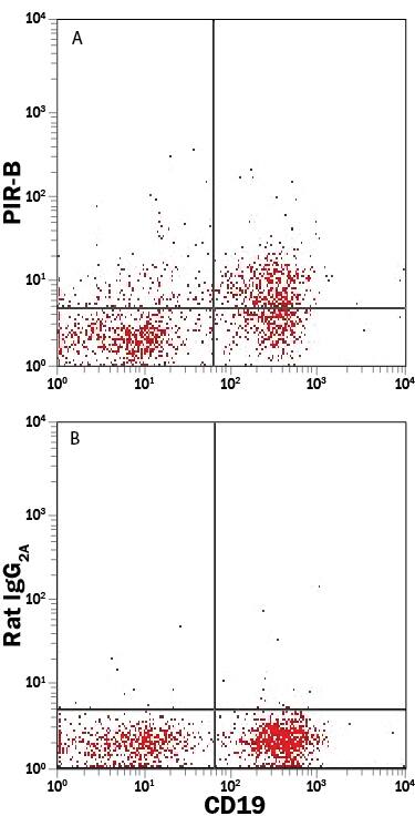 Mouse splenocytes were stained with Anti-Mouse CD19 PE-conjugated Monoclonal Antibody and either (A) Rat Anti-Mouse PIR-B APC-conjugated Monoclonal Antibody (Catalog # FAB2754A) or (B) Rat IgG2AAllophycocyanin Isotype Control (Catalog # IC006A). View our protocol for Staining Membrane-associated Proteins.