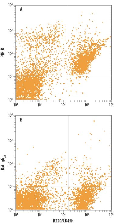 Mouse splenocytes were stained with Rat Anti-Mouse B220/CD45R APC-conjugated Monoclonal Antibody (Catalog # FAB1217A) and either (A) Rat Anti-Mouse PIR-B PE-conjugated Monoclonal Antibody (Catalog # FAB2754P) or (B) Rat IgG2APhycoerythrin Isotype Control (Catalog # IC006P). View our protocol for Staining Membrane-associated Proteins.