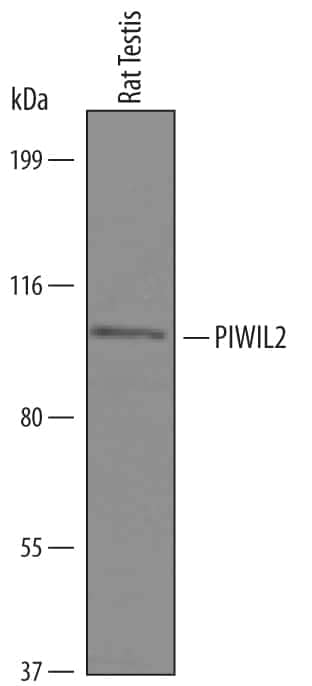 Western blot shows lysates of rat testis tissue. PVDF Membrane was probed with 1 µg/mL of Human PIWIL2 Antigen Affinity-purified Polyclonal Antibody (Catalog # AF6558) followed by HRP-conjugated Anti-Sheep IgG Secondary Antibody (Catalog # HAF016). A specific band was detected for PIWIL2 at approximately 105 kDa (as indicated). This experiment was conducted under reducing conditions and using Immunoblot Buffer Group 8.