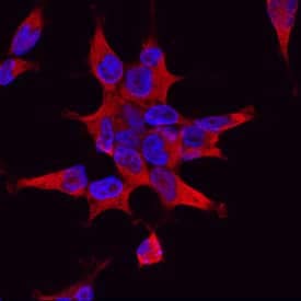 PI 3-Kinase C2 beta  was detected in immersion fixed HEK293 human embryonic kidney cell line using Goat Anti-Human PI 3-Kinase C2 beta  Antigen Affinity-purified Polyclonal Antibody (Catalog # AF7249) at 10 µg/mL for 3 hours at room temperature. Cells were stained using the NorthernLights™ 557-conjugated Anti-Goat IgG Secondary Antibody (red; Catalog # NL001) and counterstained with DAPI (blue). Specific staining was localized to cytoplasm. View our protocol for Fluorescent ICC Staining of Cells on Coverslips.