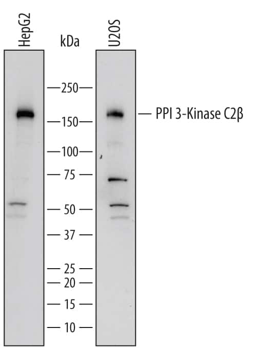 Western Blot PI 3-Kinase C2 beta Antibody