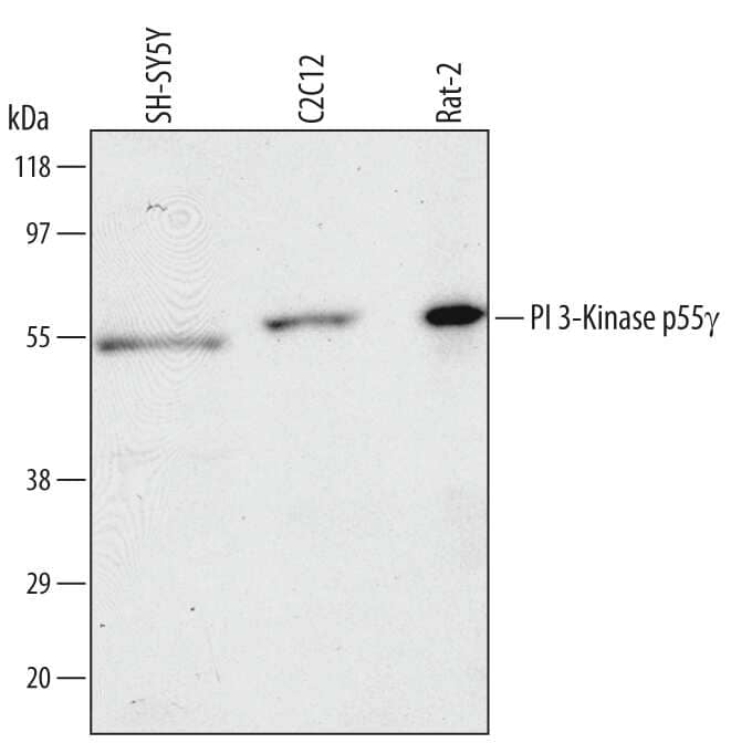 Western blot shows lysates of SH-SY5Y human neuroblastoma cell line, C2C12 mouse myoblast cell line, and Rat-2 rat embryonic fibroblast cell line. PVDF membrane was probed with 1 µg/mL of Human/Mouse/Rat PI 3-Kinase p55 gamma  Antigen Affinity-purified Polyclonal Antibody (Catalog # AF5734) followed by HRP-conjugated Anti-Goat IgG Secondary Antibody (Catalog # HAF109). A specific band was detected for PI 3-Kinase p55 gamma at approximately 55 to 57 kDa (as indicated). This experiment was conducted using Immunoblot Buffer Group 1.