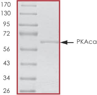 The approximate molecular weight is 69 kDa and the average purity is 82%.