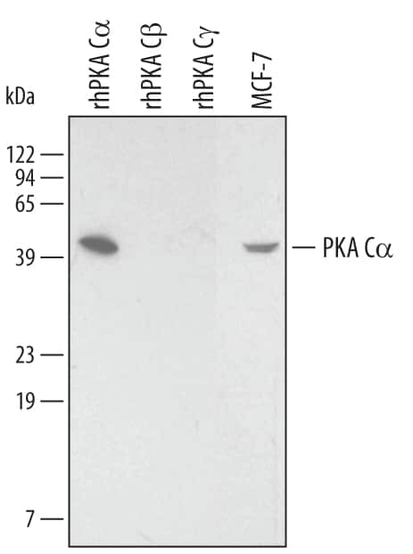 Western blot shows lysates of MCF-7 human breast cancer cell line. PVDF membrane was probed with 2 µg/mL Goat Anti-Human/Mouse/Rat PKA Ca Antigen Affinity-purified Polyclonal Antibody (Catalog # AF4268) followed by HRP-conjugated Anti-Goat IgG Secondary Antibody (Catalog # HAF109). For additional reference, Recombinant Human Active PKA C alpha (Catalog # 4268-KS), Recombinant Human Active PKA C beta (Catalog # 4596-KS), and recombinant human PKA C gamma (3 ng/lane) were included. A specific band for PKA C alpha was detected at approximately 42 kDa (as indicated). This experiment was conducted under reducing conditions and using Immunoblot Buffer Group 2.