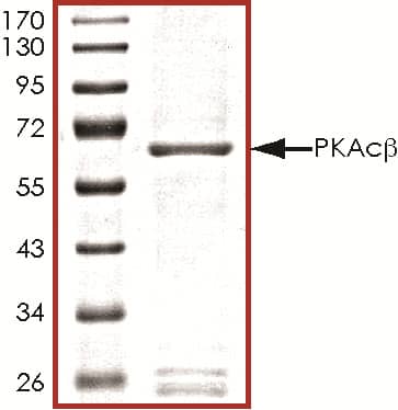 SDS-PAGE PKA C beta [Unconjugated]