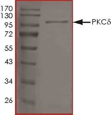 SDS-PAGE PKC delta [Unconjugated]