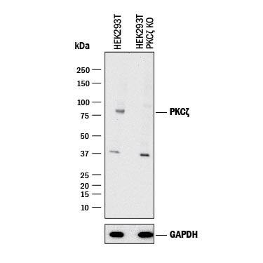 <b>Genetic Strategies Validation. </b>Western blot shows lysates of HEK293T human embryonic kidney parental cell line and PKC zeta knockout HEK293T cell line (KO). PVDF membrane was probed with 1 µg/mL of Sheep Anti-Human PKC zeta Antigen Affinity-purified Polyclonal Antibody (Catalog # AF6666) followed by HRP-conjugated Anti-Sheep IgG Secondary Antibody (Catalog # HAF016). A specific band was detected for PKC zeta at approximately 75 kDa (as indicated) in the parental HEK293T cell line, but is not detectable in knockout HEK293T cell line. GAPDH (Catalog # AF5718) is shown as a loading control. This experiment was conducted under reducing conditions and using Immunoblot Buffer Group 1.