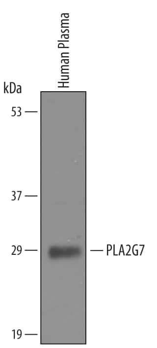 Western blot shows lysates of human plasma. PVDF membrane was probed with 1 µg/mL of Goat Anti-Human PLA2G7/PAF-AH/Lp-PLA2 Antigen Affinity-purified Polyclonal Antibody (Catalog # AF5106) followed by HRP-conjugated Anti-Goat IgG Secondary Antibody (Catalog # HAF019). A specific band was detected for PLA2G7/PAF-AH/Lp-PLA2 at approximately 29 kDa (as indicated). This experiment was conducted under reducing conditions and using Immunoblot Buffer Group 8.