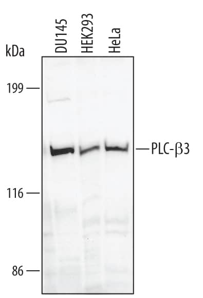 Western blot shows lysates of DU145 human prostate carcinoma cell line, HEK293 human embryonic kidney cell line, and HeLa human cervical epithelial carcinoma cell line. PVDF membrane was probed with 1 µg/mL Sheep Anti-Human PLC-beta 3 Antigen Affinity-purified Polyclonal Antibody (Catalog # AF4716) followed by HRP-conjugated Anti-Sheep IgG Secondary Antibody (Catalog # HAF016). A specific band for PLC-beta 3 was detected at approximately 150 kDa (as indicated). This experiment was conducted under reducing conditions and using Immunoblot Buffer Group 1.