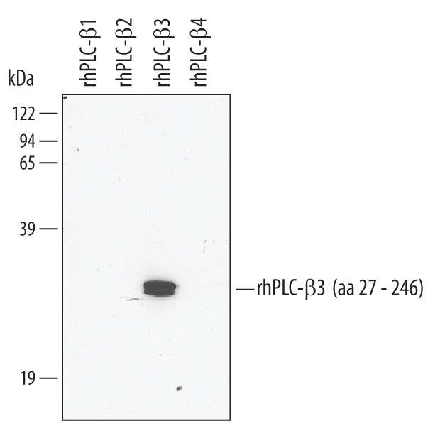 Western blot shows recombinant human PLC-beta 1, PLC-beta 2, PLC-beta 3, PLC-beta 4 (5 ng/lane). PVDF mem-brane was probed with 1 µg/mL Sheep Anti-Human PLC-beta 3 Antigen Affinity-purified Polyclonal Antibody (Catalog # AF4716) followed by HRP-conjugated Anti-Sheep IgG Secondary Antibody (Catalog # HAF016). A specific band for PLC-beta 3 was detected at approx-imately 29 kDa (as indicated). This experiment was conducted under reducing conditions and using Immunoblot Buffer Group 1.