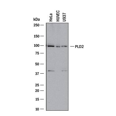 Western blot shows lysates of HeLa human cervical epithelial carcinoma cell line, HUVEC human umbilical vein endothelial cells, and U937 human histiocytic lymphoma cell line. PVDF membrane was probed with 1 µg/mL of Goat Anti-Human PLD2 Antigen Affinity-purified Polyclonal Antibody (Catalog # AF10123) followed by HRP-conjugated Anti-Goat IgG Secondary Antibody (Catalog # HAF017). A specific band was detected for PLD2 at approximately 95 kDa (as indicated). This experiment was conducted under reducing conditions and using Immunoblot Buffer Group 1.