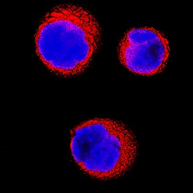 PNMT was detected in immersion fixed K562 human chronic myelogenous leukemia cell line using Sheep Anti-Human PNMT Antigen Affinity-purified Polyclonal Antibody (Catalog # AF7854) at 5 µg/mL for 3 hours at room temperature. Cells were stained using the NorthernLights™ 557-conjugated Anti-Sheep IgG Secondary Antibody (red; Catalog # NL010) and counterstained with DAPI (blue). Specific staining was localized to cytoplasm. View our protocol for Fluorescent ICC Staining of Non-adherent Cells.