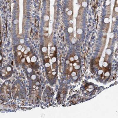Immunohistochemistry-Paraffin: POLG2 Antibody [NBP1-83227] - Staining of human duodenum shows cytoplasmic positivity in glandular cells.