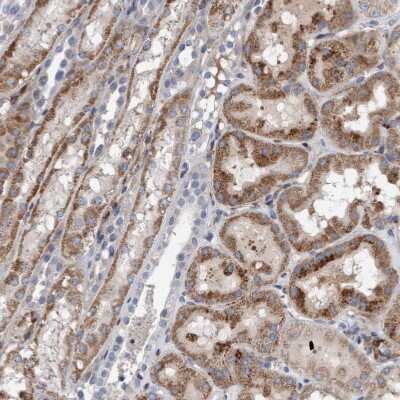 Immunohistochemistry-Paraffin: POLG2 Antibody [NBP1-83227] - Staining of human kidney shows moderate granular cytoplasmic positivity in cells in tubules.