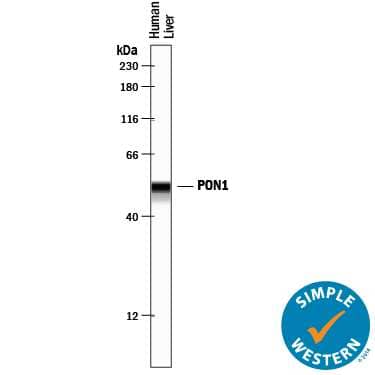 Simple Western lane view shows lysates of human liver tissue, loaded at 0.2 mg/mL. A specific band was detected for PON1 at approximately 52 kDa (as indicated) using 5 µg/mL of Goat Anti-Human PON1 Antigen Affinity-purified Polyclonal Antibody (Catalog # AF5816) followed by 1:50 dilution of HRP-conjugated Anti-Goat IgG Secondary Antibody (Catalog # HAF109). This experiment was conducted under reducing conditions and using the12-230 kDa separation system. 