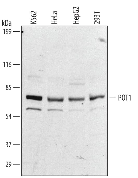 Western blot shows lysates of K562 human chronic myelogenous leukemia cell line, HeLa human cervical epithelial carcinoma cell line, HepG2 human hepatocellular carcinoma cell line, and 293T human embryonic kidney cell line. PVDF membrane was probed with 2 µg/mL of Human POT1 Antigen Affinity-purified Polyclonal Antibody (Catalog # AF5299) followed by HRP-conjugated Anti-Sheep IgG Secondary Antibody (Catalog # HAF016). A specific band was detected for POT1 at approximately 71 kDa (as indicated). This experiment was conducted under reducing conditions and using Immunoblot Buffer Group 2.