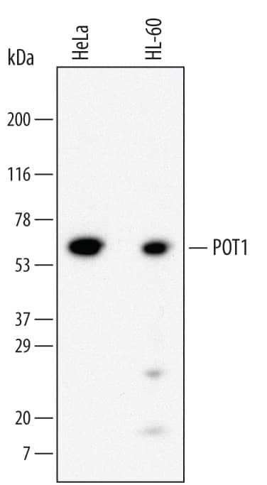 Western blot shows lysates of HeLa human cervical epithelial carcinoma cell line and HL-60 human acute promyelocytic leukemia cell line. PVDF Membrane was probed with 2 µg/mL of Human POT1 Monoclonal Antibody (Catalog # MAB5299) followed by HRP-conjugated Anti-Mouse IgG Secondary Antibody (Catalog # HAF007). A specific band was detected for POT1 at approximately 60 kDa (as indicated). This experiment was conducted under reducing conditions and using Immunoblot Buffer Group 1.