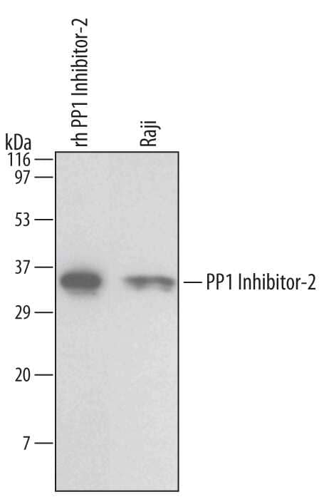 Western blot shows lysates of Raji human Burkitt's lymphoma cell line. PVDF membrane was probed with 1 µg/mL Mouse Anti-Human PP1 Inhibitor-2 Monoclonal Antibody (Catalog # MAB4719) followed by HRP-conjugated Anti-Mouse IgG Secondary Antibody (Catalog # HAF007). For additional reference, recombinant human PP1 Inhibitor-2 (5 ng) was included. A specific band for PP1 Inhibitor-2 was detected at approximately 34 kDa (as indicated). This experiment was conducted under reducing conditions and using Immunoblot Buffer Group 1.