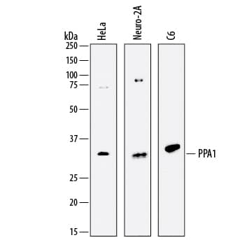 Western blot shows lysates of HeLa human cervical epithelial carcinoma cell line, Neuro-2A mouse neuroblastoma cell line, and C6 rat glioma cell line. PVDF membrane was probed with 1 µg/mL of Mouse Anti-Human Inorganic Pyrophosphatase/PPA1 Monoclonal Antibody (Catalog # MAB6557) followed by HRP-conjugated Anti-Mouse IgG Secondary Antibody (Catalog # HAF007). A specific band was detected for Inorganic Pyrophosphatase/PPA1 at approximately 33 kDa (as indicated). This experiment was conducted under reducing conditions and using Immunoblot Buffer Group 1.