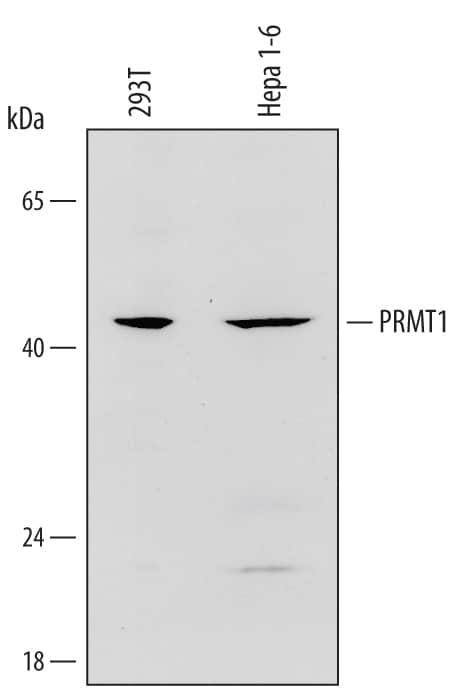 Western blot shows lysates of 293T human embryonic kidney cell line and Hepa 1-6 mouse hepatoma cell line. PVDF Membrane was probed with 0.5 µg/mL of Goat Anti-Human PRMT1 Polyclonal Antibody (Catalog # AF6016) followed by HRP-conjugated Anti-Goat IgG Secondary Antibody (Catalog # HAF109). A specific band was detected for PRMT1 at approximately 45 kDa (as indicated). This experiment was conducted under reducing conditions and using Immunoblot Buffer Group 2.