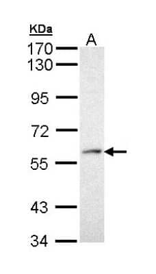 PRP19 Antibody (NBP1-33117): Novus Biologicals