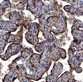 Immunohistochemistry PSG6 Antibody (935926) [Unconjugated]