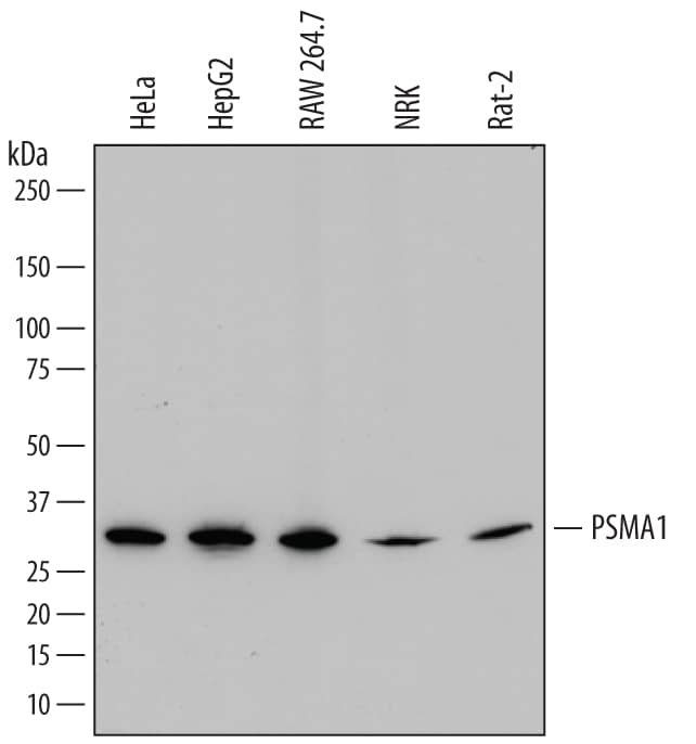 Western blot shows lysates of HeLa human cervical epithelial carcinoma cell line, HepG2 human hepatocellular carcinoma cell line, RAW 264.7 mouse monocyte/macrophage cell line, NRK rat normal kidney cell line, and Rat-2 rat embryonic fibroblast cell line. PVDF membrane was probed with 0.2 µg/mL of Mouse Anti-Human PSMA1 Monoclonal Antibody (Catalog # MAB7565) followed by HRP-conjugated Anti-Mouse IgG Secondary Antibody (Catalog # HAF018). A specific band was detected for PSMA1 at approximately 30 kDa (as indicated). This experiment was conducted under reducing conditions and using Immunoblot Buffer Group 1.