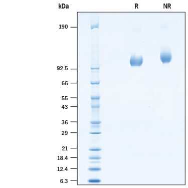 2 μg/lane of Recombinant Cynomolgus Monkey PSMA/FOLH1/NAALADase I His-tag (Catalog # 10437-ZN) was  resolved with SDS-PAGE under reducing (R) and non-reducing (NR)  conditions and visualized by Coomassie® Blue staining, showing a band at ~100 kDa under reducing conditions.