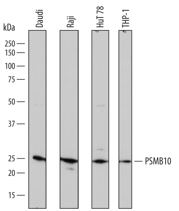 Western blot shows lysates of Daudi human Burkitt's lymphoma cell line, Raji human Burkitt's lymphoma cell line, HuT 78 human cutaneous T cell lymphoma cell line, and THP-1 human acute monocytic leukemia cell line. PVDF membrane was probed with 1 µg/mL of Goat Anti-Human PSMB10/MECL1 Antigen Affinity-purified Polyclonal Antibody (Catalog # AF7684) followed by HRP-conjugated Anti-Goat IgG Secondary Antibody (Catalog # HAF019). A specific band was detected for PSMB10/MECL1 at approximately 25 kDa (as indicated). This experiment was conducted under reducing conditions and using Immunoblot Buffer Group 1.