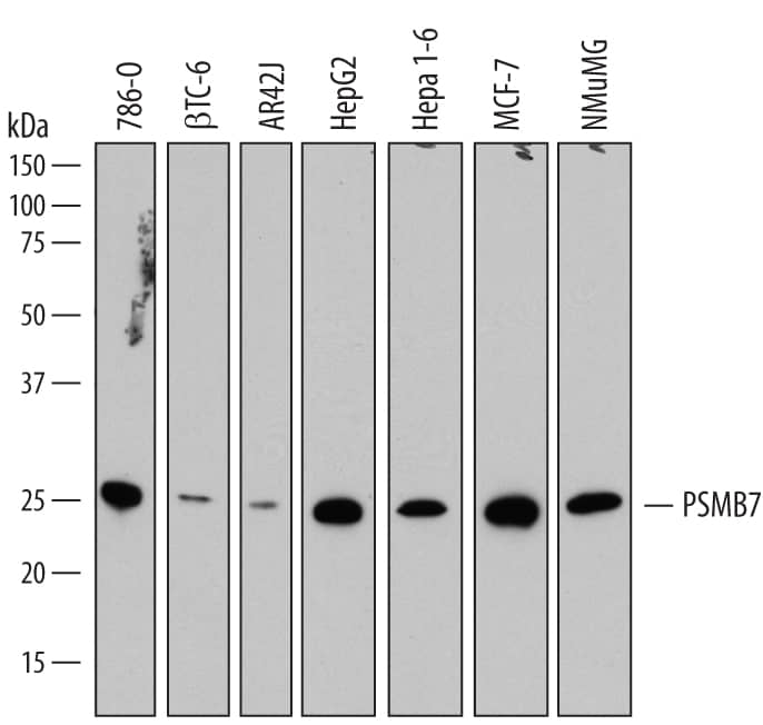 Western blot shows lysates of 786-O human renal cell adenocarcinoma cell line,  beta TC-6 mouse beta cell insulinoma cell line, AR42J human acinar pancreatic cancer cell line, HepG2 human hepatocellular carcinoma cell line, Hepa 1-6 mouse hepatoma cell line, MCF-7 human breast cancer cell line, and NMuMG mouse mammary gland epithelial cell line. PVDF membrane was probed with 0.1 µg/mL of Mouse Anti-Human PSMB7 Monoclonal Antibody (Catalog # MAB7590) followed by HRP-conjugated Anti-Mouse IgG Secondary Antibody (Catalog # HAF007). A specific band was detected for PSMB7 at approximately 25 kDa (as indicated). This experiment was conducted under reducing conditions and using Immunoblot Buffer Group 1.