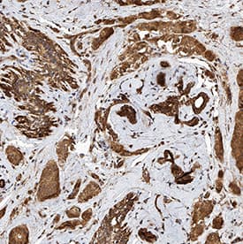 Immunohistochemistry PTGER1 Antibody (1014918) [Unconjugated]