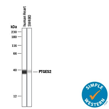 Simple Western lane view shows lysates of human heart tissue and SW480 human colorectal adenocarcinoma cell line, loaded at 0.2 mg/mL. A specific band was detected for Prostaglandin E Synthase 2/PTGES2 at approximately 38 kDa (as indicated) using 10 µg/mL of Sheep Anti-Human Prostaglandin E Synthase 2/PTGES2 Antigen Affinity-purified Polyclonal Antibody (Catalog # AF7627) followed by 1:50 dilution of HRP-conjugated Anti-Sheep IgG Secondary Antibody (Catalog # HAF016). This experiment was conducted under reducing conditions and using the 12-230 kDa separation system.