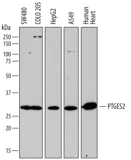 Western Blot Prostaglandin E Synthase 2/PTGES2 Antibody [Unconjugated]