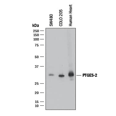 Western Blot Prostaglandin E Synthase 2/PTGES2 Antibody (998012) [Unconjugated]