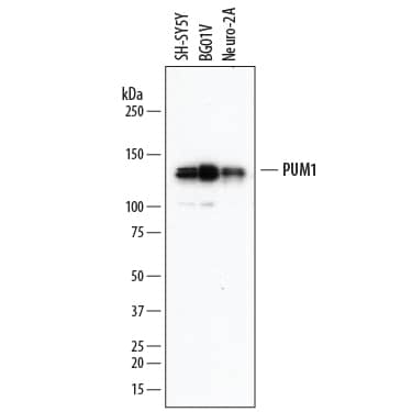 Western blot shows lysates of SH-SY5Y human neuroblastoma cell line, BG01V human embryonic stem cells, and Neuro-2A mouse neuroblastoma cell line. PVDF membrane was probed with 1 µg/mL of Mouse Anti-Human/Mouse PUM1 Mono-clonal Antibody (Catalog # MAB7628) followed by HRP-conjugated Anti-Mouse IgG Secondary Antibody (Catalog # HAF007). A specific band was detected for PUM1 at approximately 130 kDa (as indicated). This experiment was conducted under reducing conditions and using Immunoblot Buffer Group 1.
