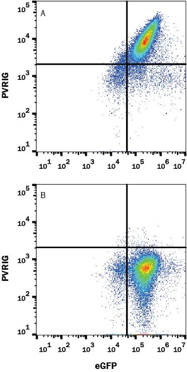 HEK293 human embryonic kidney cell line transfected with either (A) human PVRIG or (B) irrelevant protein and eGFP was stained with Rabbit Anti-Human PVRIG Alexa Fluor® 647-conjugated Monoclonal Antibody (Catalog # FAB93651R). Quadrant markers were set based on Rabbit IgG control antibody staining (Catalog # IC1051R, data not shown). View our protocol for Staining Membrane-associated Proteins.
