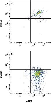  HEK293 human embryonic kidney cell line transfected with either (A) human PVRIG or (B) irrelevant protein and eGFP was stained with Rabbit Anti-Human PVRIG Alexa Fluor® 594-conjugated Monoclonal Antibody (Catalog # FAB93651T). Quadrant markers were set based on Rabbit IgG control antibody staining (Catalog # IC1051T, data not shown).  View our protocol for Staining Membrane-associated Proteins.