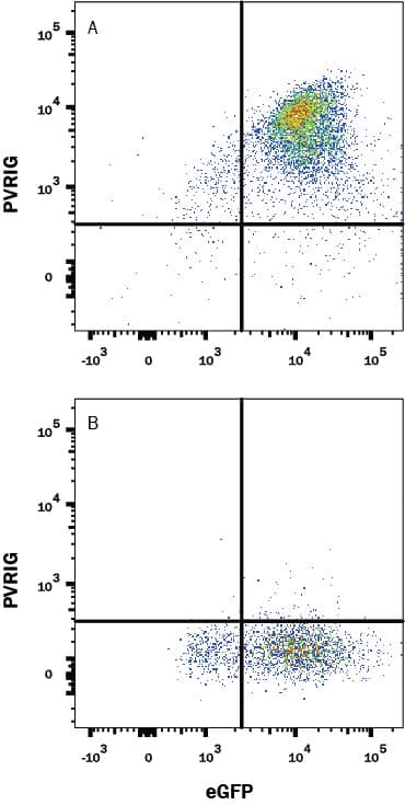 HEK293 human embryonic kidney cell line transfected with either (A) human PVRIG or (B) irrelevant protein and eGFP was stained with Rabbit Anti-Human PVRIG Monoclonal Antibody (Catalog # MAB93651) followed by APC-conjugated Goat anti-Rabbit IgG Secondary Antibody (Catalog # F0111). Quadrant markers were set based on Rabbit IgG control antibody staining (Catalog # MAB1050, data not shown). View our protocol for Staining Membrane-associated Proteins.