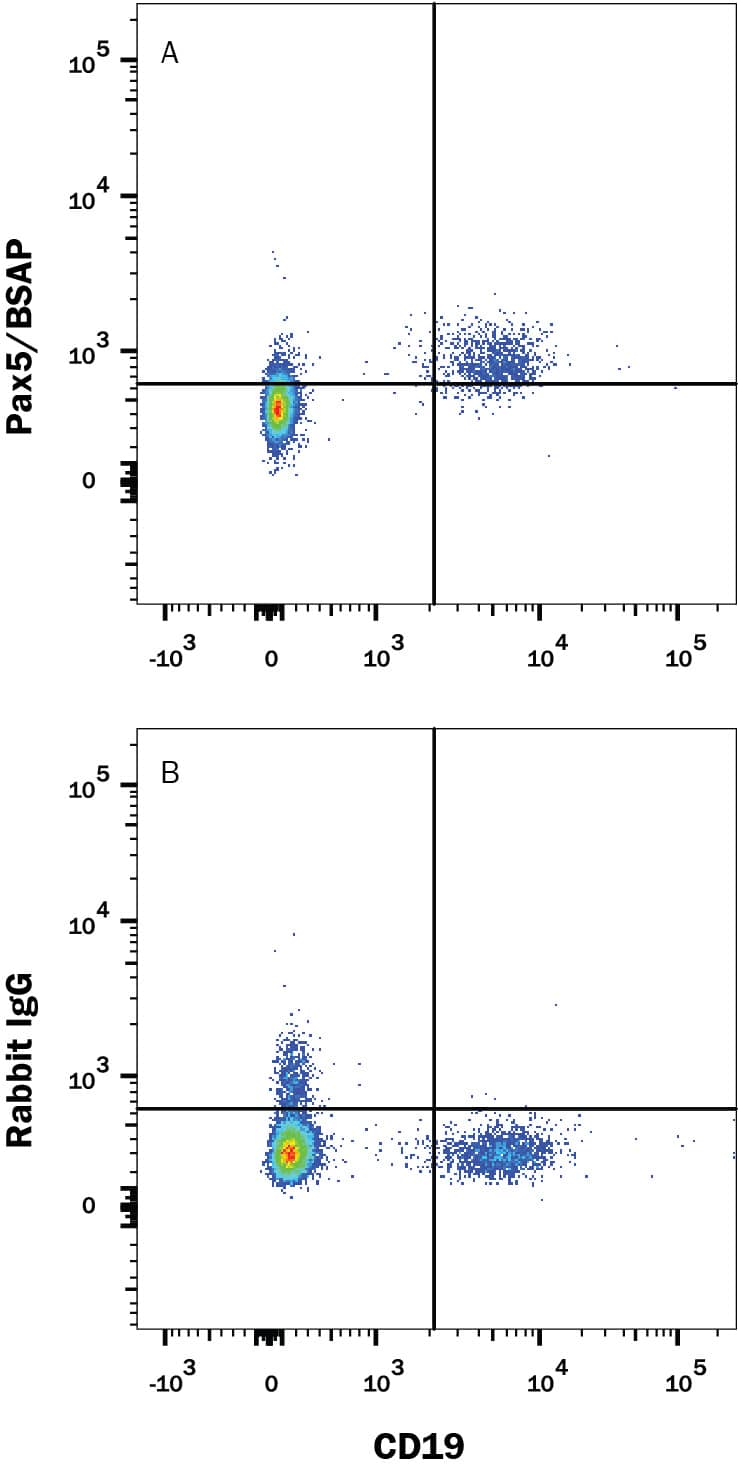 Human peripheral blood mononuclear cells (PBMCs) were stained with Mouse Anti-Human CD19 APC-conjugated Monoclonal Antibody (Catalog # FAB4867A) and either (A) Rabbit Anti-Human Pax5/BSAP Alexa Fluor® 488-conjugated Monoclonal Antibody (Catalog # IC3487G) or (B) Normal Rabbit IgG Alexa Fluor 488 Control (Catalog # IC1051G). To facilitate intracellular staining, cells were fixed and permeabilized with FlowX FoxP3 Fixation & Permeabilization Buffer Kit (Catalog # FC012). View our protocol for Staining Intracellular Molecules.