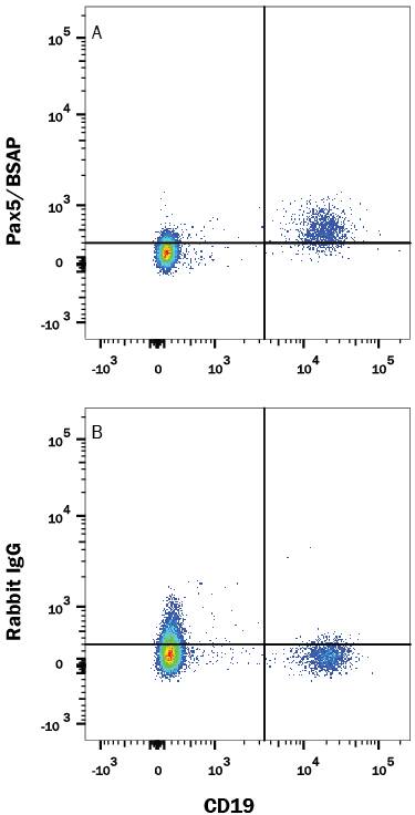 Human peripheral blood mononuclear cells (PBMCs) were stained with Mouse Anti-Human CD19 PE-conjugated Monoclonal Antibody (Catalog # FAB4867P) and either (A) Rabbit Anti-Human Pax5/BSAP Alexa Fluor® 647-conjugated Monoclonal Antibody (Catalog # IC3487R) or (B) Normal Rabbit IgG Alexa Fluor® 647 Control (Catalog # IC1051R). To facilitate intracellular staining, cells were fixed and permeabilized with FlowX FoxP3 Fixation & Permeabilization Buffer Kit (Catalog # FC012). View our protocol for Staining Intracellular Molecules.