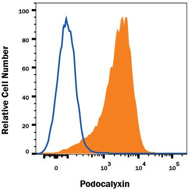 BG01V human embryonic stem cells was stained with Mouse Anti-Human Podocalyxin Monoclonal Antibody (Catalog # MAB1658, filled histogram) or isotype control antibody (MAB003, open histogram), followed by Allophycocyanin-conjugated Anti-Mouse IgG Secondary Antibody (F0101B). View our protocol for Staining Membrane-associated Proteins.