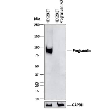 <b>Genetic Strategies Validation. </b>Western blot shows lysates of HEK293T human embryonic kidney parental cell line and Progranulin knockout HEK293T cell line (KO). PVDF membrane was probed with 1 µg/mL of Goat Anti-Human Progranulin/PGRN Antigen Affinity-purified Polyclonal Antibody (Catalog # AF2420) followed by HRP-conjugated Anti-Goat IgG Secondary Antibody (HAF017). A specific band was detected for Progranulin/PGRN at approximately 80 kDa (as indicated) in the parental HEK293T cell line, but is not detectable in knockout HEK293T cell line. GAPDH (AF5718) is shown as a loading control. This experiment was conducted under reducing conditions and using Immunoblot Buffer Group 1.