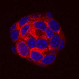 Proinsulin was detected in immersion fixed  beta TC-6 mouse beta cell insulinoma cell line using Mouse Anti-Human/Mouse Proinsulin Biotinylated Monoclonal Antibody (Catalog # BAM13361) at 10 µg/mL for 3 hours at room temperature. Cells were stained using the NorthernLights™ 557-conjugated Streptavidin (red; Catalog # NL999) and counterstained with DAPI (blue). Specific staining was localized to cytoplasm. View our protocol for Fluorescent ICC Staining of Cells on Coverslips.