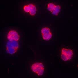 Proteinase 3/ Myeloblastin/PRTN3 was detected in immersion fixed human granulocytes using Mouse Anti-Human Proteinase 3/ Myeloblastin/PRTN3 Monoclonal Antibody (Catalog # MAB61341) at 25 µg/mL for 3 hours at room temperature. Cells were stained using the NorthernLights™ 557-conjugated Anti-Mouse IgG Secondary Antibody (red; Catalog # NL007) and counterstained with DAPI (blue). Specific staining was localized to cytoplasm and plasma membranes. View our protocol for Fluorescent ICC Staining of Non-adherent Cells.