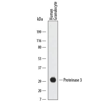 Western blot shows lysates of human granulocytes. PVDF Membrane was probed with 1 µg/mL of Human Proteinase 3/Myeloblastin/PRTN3 Mono-clonal Antibody (Catalog # MAB6134) followed by HRP-conjugated Anti-Mouse IgG Secondary Antibody (Catalog # HAF007). A specific band was detected for Proteinase 3/Myeloblastin/PRTN3 at approximately 32 kDa (as indicated). This experiment was conducted under reducing conditions and using Immunoblot Buffer Group 1.