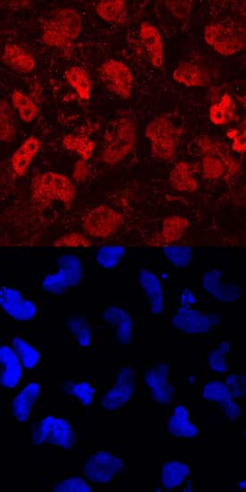 Protocadherin-1 was detected in immersion fixed BG01V human embryonic stem cells using Mouse Anti-Human Protocadherin-1 Monoclonal Antibody (Catalog # MAB5899) at 10 µg/mL for 3 hours at room temperature. Cells were stained using the NorthernLights™ 557-conjugated Anti-Mouse IgG Secondary Antibody (red, upper panel; Catalog # NL007) and counterstained with DAPI (blue, lower panel). Specific staining was localized to nuclei. View our protocol for Fluorescent ICC Staining of Cells on Coverslips.